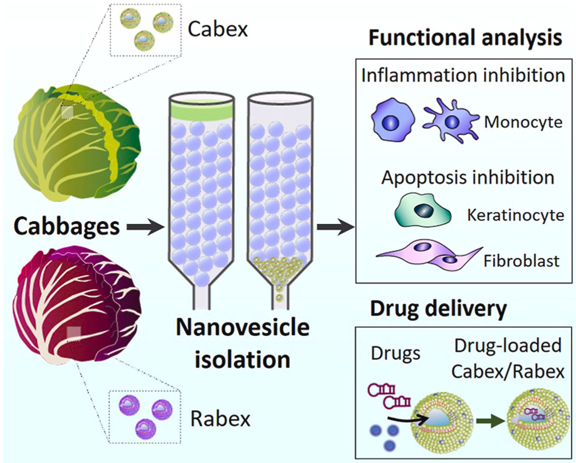 Biological activities of cabbage exosomes in human cells.